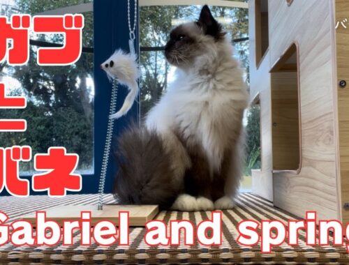 バーマン猫ガブ【ガブとバネ】Gabriel and spring（バーマン猫）Birman/Cat