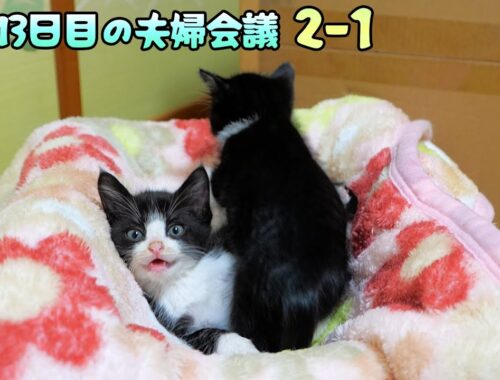 道路のずぶ濡れ子猫保護13日目の夫婦会議【2-1】