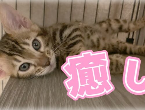 【ベンガル猫】見てるだけで癒される猫ちゃん【Kitten cat】