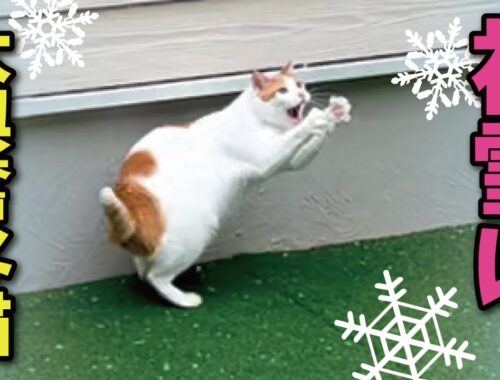 新居での初雪におおはしゃぎする猫が可愛いすぎた【関西弁でしゃべる猫】【猫アテレコ】