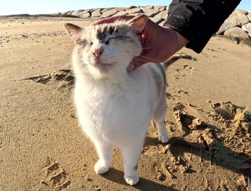 美しいシャムミックス猫が砂浜で人間とたわむれる