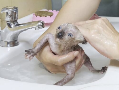 An amazingly adorable and smart first bath for the rescued kitten