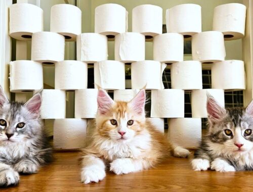 Kittens vs Toilet Paper Wall!