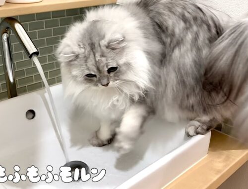 もふもふ猫vs自動水栓 【サイベリアン】