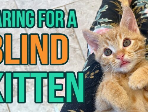 Fostering a Blind Kitten (5 Tips!)