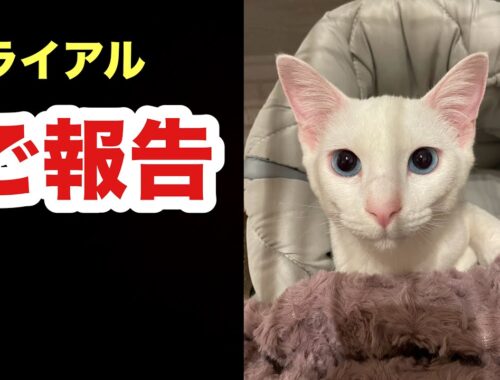 トライアル中の保護子猫モエちゃんの近況報告