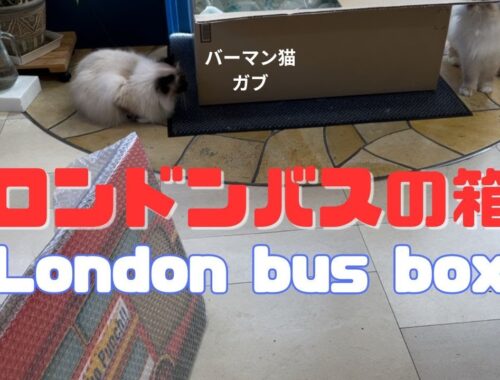 バーマン猫ガブとミカとラフ【ロンドンバスの箱】London bus box（バーマン猫）Birman/Cat