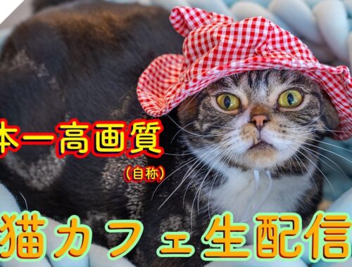 #165 日本一高画質猫カフェ生配信(自称) Virtual catcafe tour