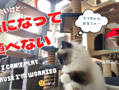 繊細なバーマン猫のガブ【気になって遊べない】I can’t play because I'm worried（バーマン猫）Birman/Cat