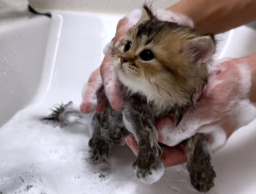 Lili's kittens tried their first bath and it was amazing!