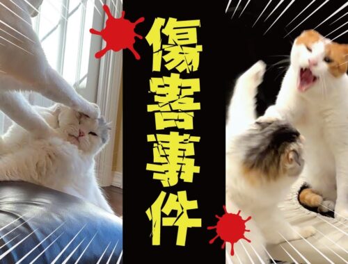 最近猫たちの様子がおかしくなった気がします…【関西弁でしゃべる猫】【猫アテレコ】