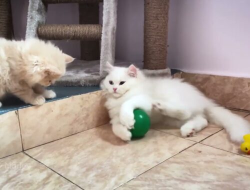 Persian Kitten Playing with Sister - Persian Kitten Video