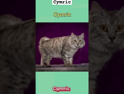 Especies de Gatos. Cymric. #animals #animales #gatos #viral #shorts