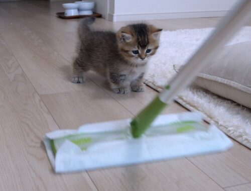 The curious kitten Charo is very interested in the floor wiper!