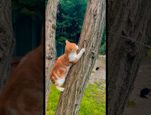 Brown Cat Try to jump on tree | cat lovers #shorts #youtube #cat #CATY AND PETY