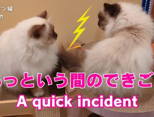 バーマン猫ミカとガブ【あっという間のできごと】A quick incident（バーマン猫）Birman/Cat