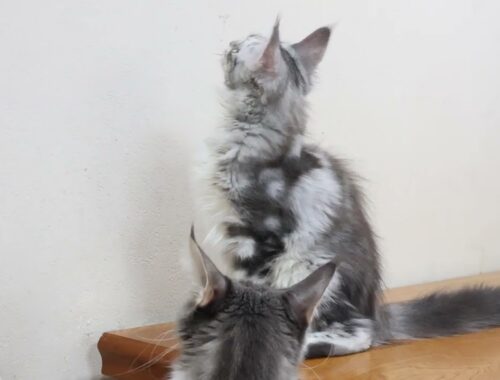 生後4ヶ月半シルバーのメインクーン子猫モニカちゃん
