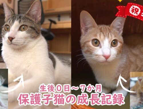 【祝卒業】生まれたてを保護された子猫たちの成長記録【生後0日～7か月】