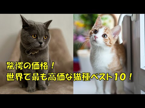 驚愕の価格！世界で最も高価な猫種ベスト10