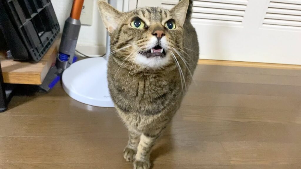 確実に日本語の意味を理解してしゃべる猫… 確実に日本語の意味を理解してしゃべる猫...