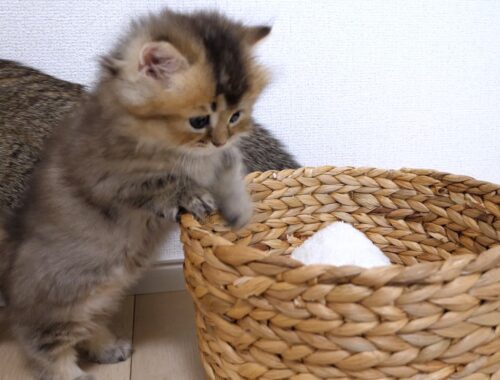 Kitten Maro repeatedly moves to a larger basket