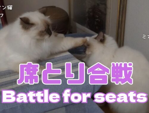 バーマン猫ラフとミカ【席とり合戦】Battle for seats（バーマン猫）Birman/Cat