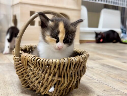 遊び疲れてかごの中でウトウトしちゃう子猫【ポノfam物語#19】Kitten snoozing in a basket.