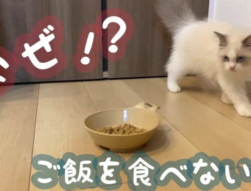 子猫のラグドール、ご飯食べなくなってしまった件