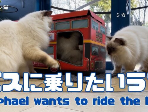 バーマン猫ラフとガブ【バスに乗りたいラフ】Raphael wants to ride the bus（バーマン猫）Birman/Cat