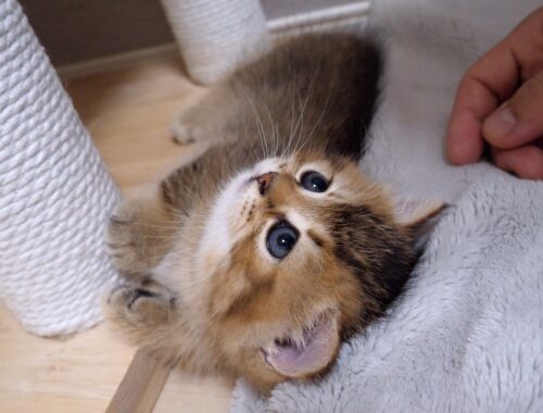 Meet Charo, a sweet, curious kitten!