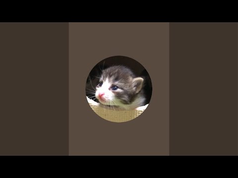 13人の子猫 -13 happy fluffy kitties- がライブ配信中！