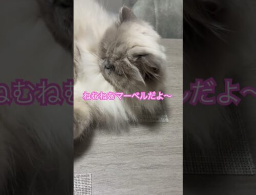 眠い眠いマーベル🐈 #short #うちのにゃんこ #ヒマラヤン #ねこ #マーベル #cat #猫