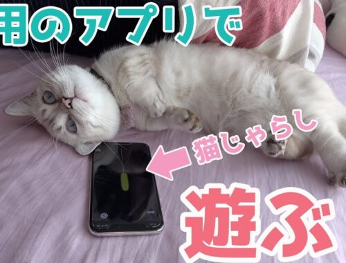 【マンチカン】2種類の猫用アプリを試してみたら…！