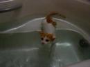 Swimming cat - 泳ぐぬこ