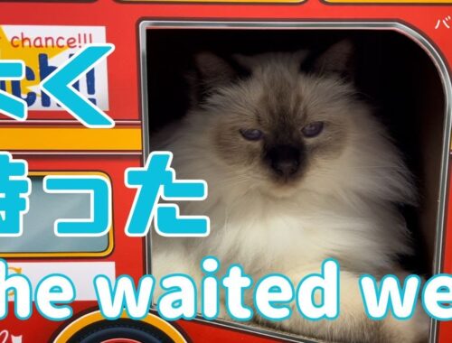 バーマン猫ラフ【よく待った】She waited well（バーマン猫）Birman/Cat
