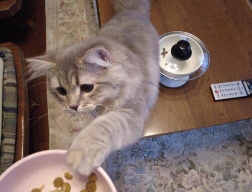 サイベリアンの子猫「りりちゃん」やっぱりチョット変なんです❣（食べ方も変ですが好みも変わってます。）