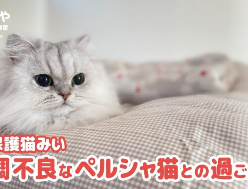 【猫動画】保護猫みい｜体調不良なペルシャ猫との過ごし方#36
