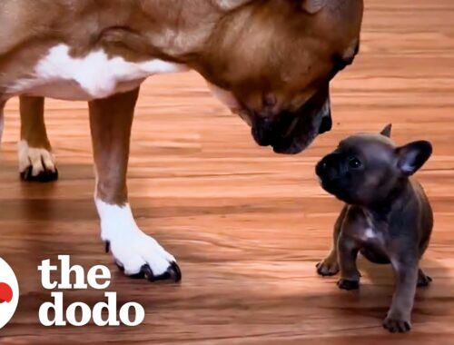 French Bulldog Puppy Is Raised By Kittens | The Dodo