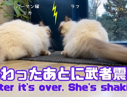 バーマン猫ミカとラフ【終わったあとに武者震い】After it's over, She's shaking（バーマン猫）Birman/Cat