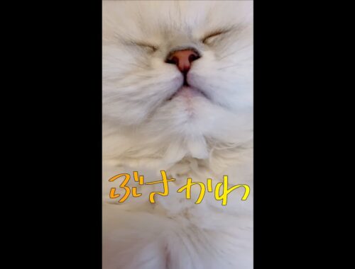 shot on iphone meme #kitten #meow  #बिल्ली #ペルシャ猫  #チンチラシルバー #子猫 #保護猫 #shorts