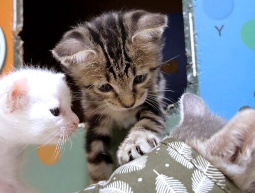 スリッパの遊び方を教える子猫に「それ違うよ」と突っ込む子猫達【赤ちゃん猫　保護猫】