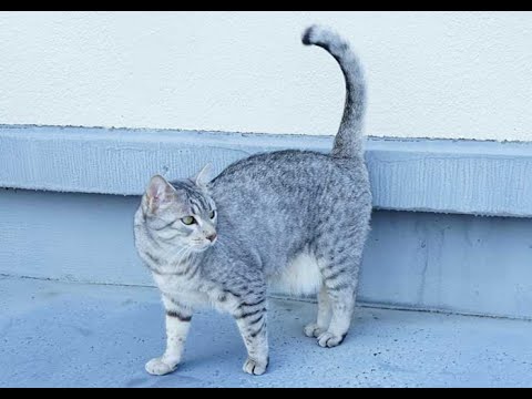 世界の猫の種類と特徴#5