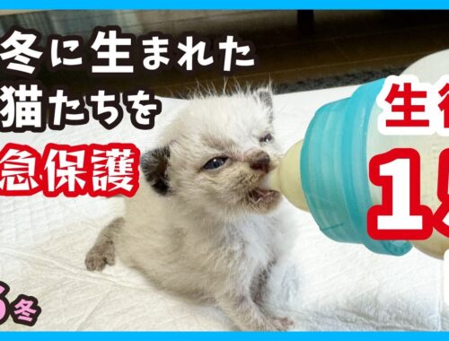 【赤ちゃん猫 真冬に保護】生後15日の子猫の成長記録。ようやくミルクをしっかり飲むようになりました。（冬6）