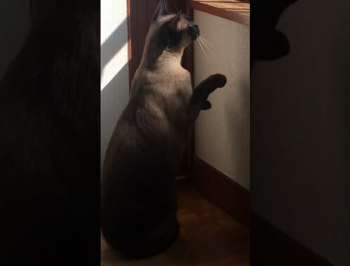 外の世界を監視するシャム猫