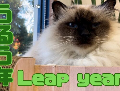 バーマン猫ガブ【うるう年】Leap year（バーマン猫）Birman/Cat