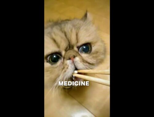 投薬されるペルシャ猫