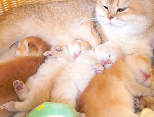 Four cute kittens with a gentle mother cat.