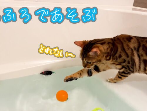【お風呂で】お気に入りのおもちゃを湯舟の中に入れたらベンガル猫はどうするのか試してみた【遊ぶ】
