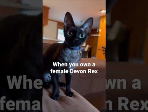 What it’s like to own a female Devon Rex Cat #funny #cat #catlover
