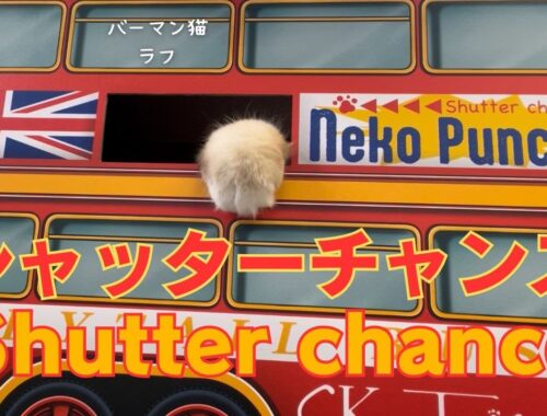 バーマン猫ラフ【シャッターチャンス】Shutter chance（バーマン猫）Birman/Cat